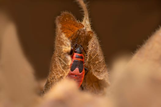 a red fire bug hides in a withered leaf