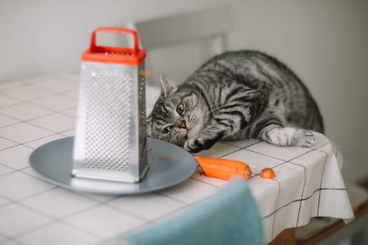 A curious cat and carrot in domestic kitchen. Cat and fresh raw vegetables. Vegan healthy diet nutrition. Vegetarian owner's pet