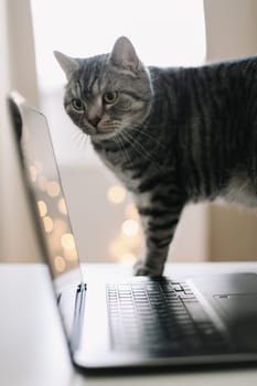 Close up of laptop keyboard with blank screen on a table by blurry bokeh lights background in the house or office modern, sunlight in morning