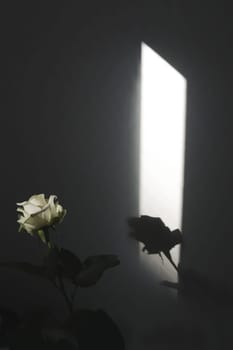 fresh rose bouquet. Selective focus. Blurred background with shadows from curtains. Floral spring background. High quality photo