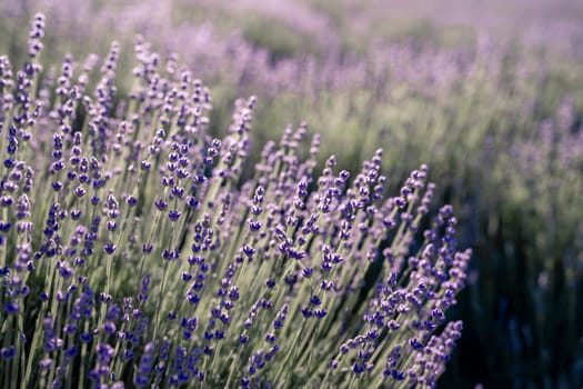 Lavender field. With soft light effect for floral background.