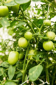 Tomatoes are hanging on a branch in the greenhouse. The concept of gardening and life in the country.