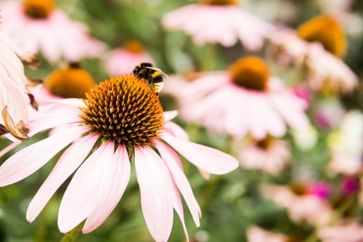 Beautiful daisies growing in the garden. Gardening concept, close-up. The flower is pollinated by a bumblebee