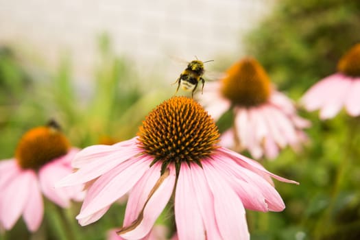 Beautiful daisies growing in the garden. Gardening concept, close-up. The flower is pollinated by a bumblebee