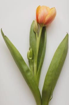 Yellow tulip isolated on white background top view. Valentines Day, March 8, spring background