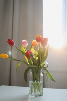 Colorful fresh tulips on a white background. Valentines Day, March 8, spring background