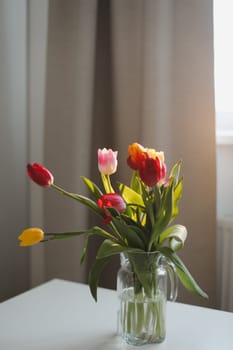 Colorful fresh tulips on a white background. Valentines Day, March 8, spring background