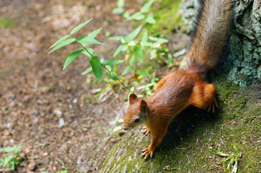 a squirrel sits on the ground and in the forest in a nature park.