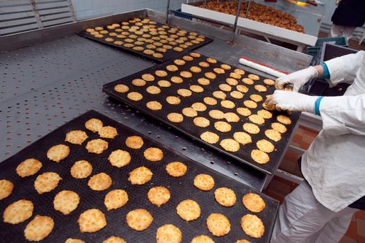 A tray of ready-made cookies is taken from the conveyor belt in the bakery.