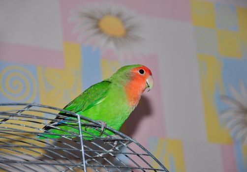 the lovebird parrot sits on a cage