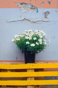 View of Pot of daisies on dirty wall background
