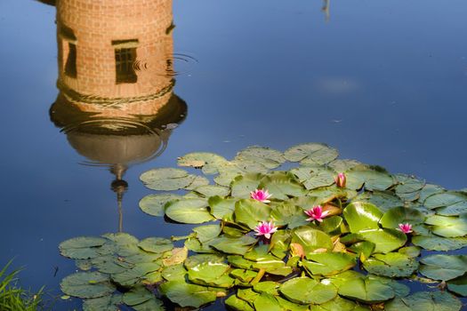 Water lily in a garden pond with a reflection of the tower of the Nesvizh castle.