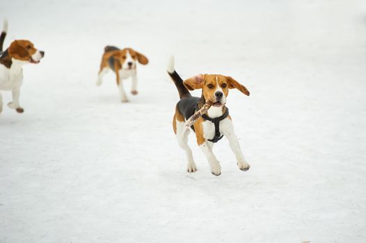 Dogs of the Beagle breed play in the snow in the winter outdoors.