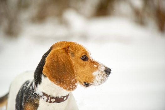 Dog breed Beagle in winter play in the snow outdoors.
