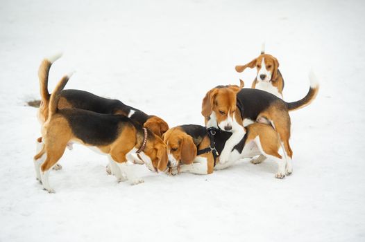 Dogs of the Beagle breed play in the snow in the winter outdoors.