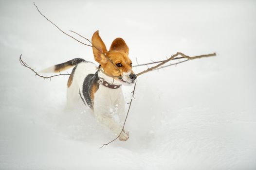 Dogs of the Beagle breed play in the snow in the winter outdoors.