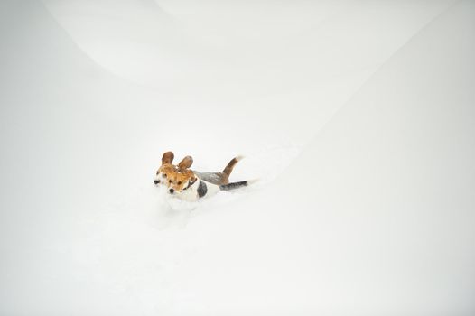 Dogs of the Beagle breed play in the snow in the winter outdoors.