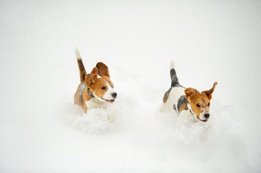 Dogs of the Beagle breed play in the snow in the winter outdoors.