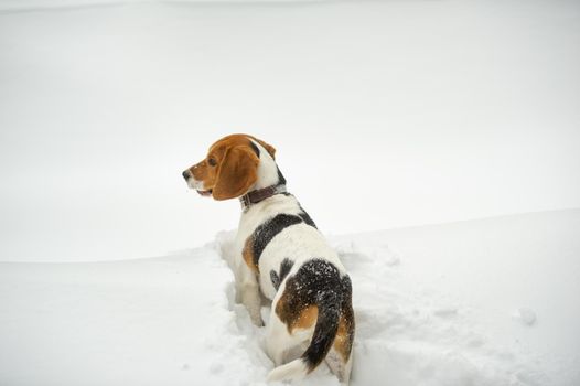 Dog breed Beagle in winter play in the snow outdoors.