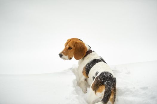 Dog breed Beagle in winter play in the snow outdoors.