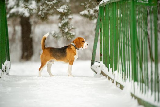 Dog breed Beagle in winter play in the snow outdoors.
