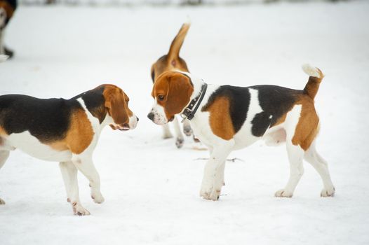 Dogs of the Beagle breed play in the snow in the winter outdoors.