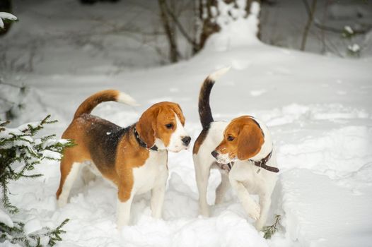 Dogs of the Beagle breed play in the snow in the winter outdoors.
