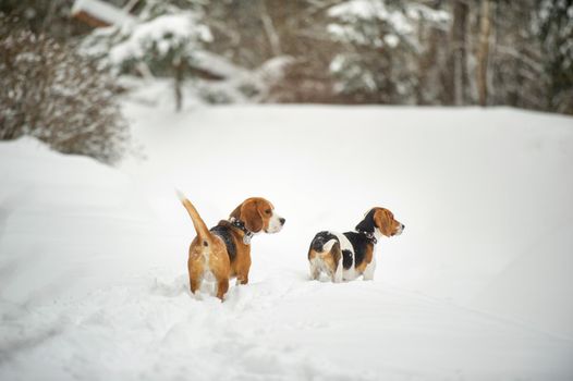 Dogs of the Beagle breed play in the snow in the winter outdoors.