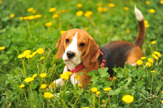 Dog portrait back lit background. Beagle with tongue out in grass during sunset in fields countryside