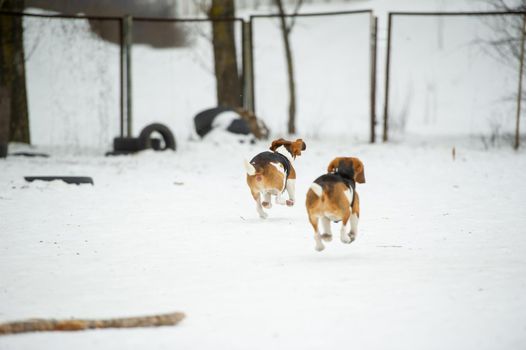 Dogs of the Beagle breed play in the snow in the winter outdoors.