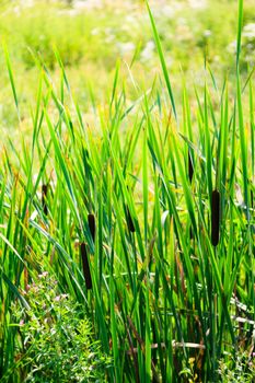 View of the Typha latifolia in the countryside