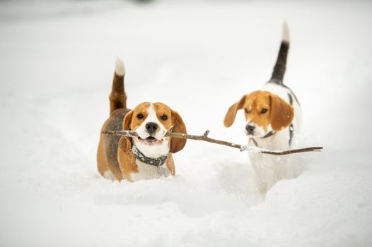 Dogs of the Beagle breed play in the snow in the winter outdoors.