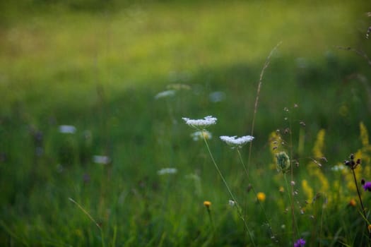 View of countryside flower with bokeh effect