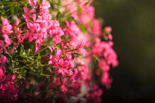 Close up of geranium flowers with bokeh effect