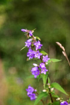 Close up of bluebell in the countryside