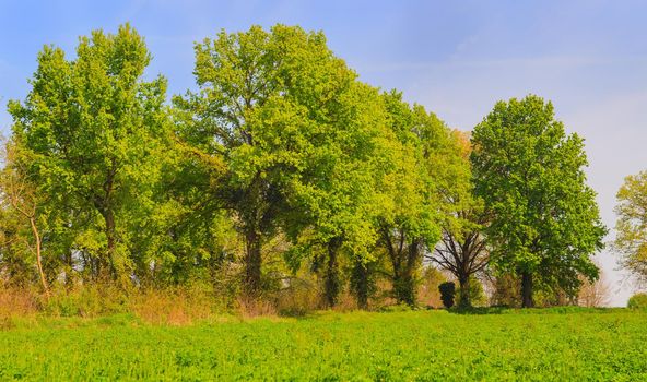 View of trees in the Italian countryside, Ticino park