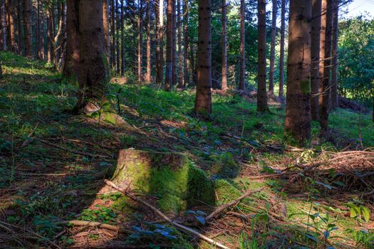 View of Spruce forest in Kočevski Rog called also Kočevje Rog, Slovenia