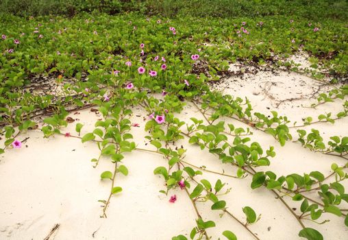 Cluster of purple flowers of a railroad vine in Florida.