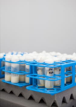 Close up of test tubes in the laboratory