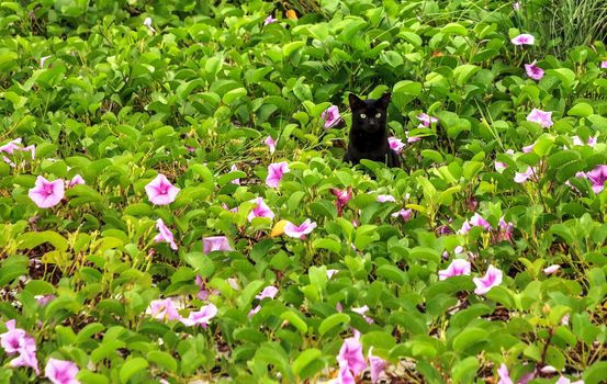 Black cat relaxes on the beach in the middle of the purple flowers of a railroad vine in Florida.