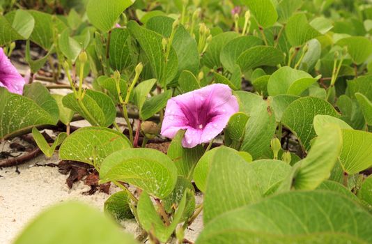 Cluster of purple flowers of a railroad vine in Florida.