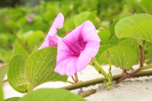 Cluster of purple flowers of a railroad vine in Florida.