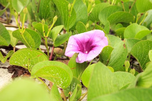 Cluster of purple flowers of a railroad vine in Florida.