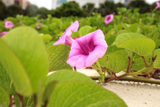 Cluster of purple flowers of a railroad vine in Florida.