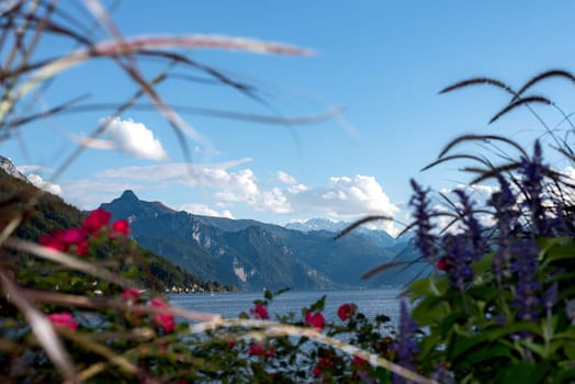 Flowers in the front with lake and mountains on background, mountains and Lake Traunsee on the background