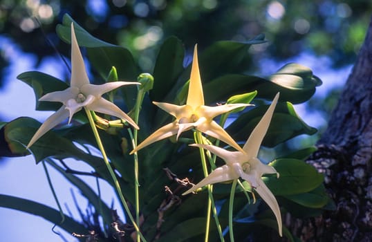 Darwin's orchid (Angrecum sesquipedale), Ile Aux Nattes, Madagascar, Africa