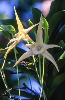 Darwin's orchid (Angrecum sesquipedale), Ile Aux Nattes, Madagascar, Africa