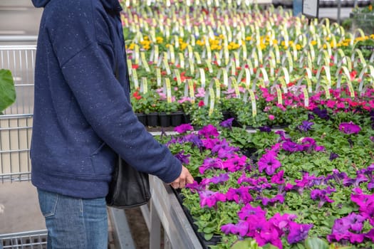 A young woman in a mask chooses and buys seedlings in a garden center with a large assortment of plants, a woman enjoys hobbies and leisure activities, growing plants and flowers in her garden