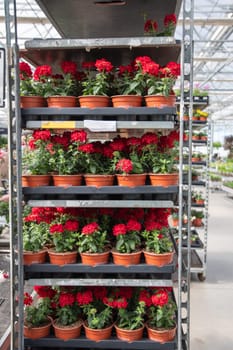 many pots of red verbena seedlings on the shelves in the garden center, Verbena tenera, pot plants. High quality photo