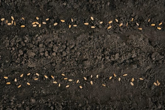 Two rows of seed sowing season planting seeds soil ground earth garden soil farm garden ground background. Seedbed. Two line seed in ground. Fertile soil background. Gardening. Farming. Planting crops